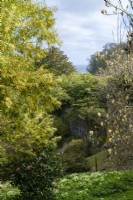Acacias et magnolias dans le jardin du château de Caerhays, Cornouailles.