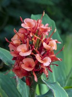 Hedychium deceptum Red Hardy Ginger Lily Septembre Automne