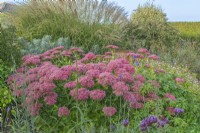 Hylotelephium 'Herbstfreude' fleurit dans un parterre mixte dans un jardin informel de chalet en automne - septembre