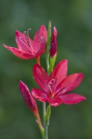 Hesperantha coccinea 'Lipstick' floraison en Automne - Septembre