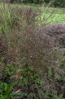 Limonium latifolium statice à larges feuilles