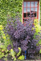 Parterre de fleurs à côté de la maison dans le jardin sud. Cotinus coggygria 'Royal Purple', Euphorbia wallichii, également connue sous le nom d'Euphorbia donii. Lierre sur le mur. Août.