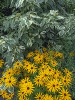 Rudbeckia 'gold sturm' dans un parterre de jardin avec cornouiller Automne Septembre