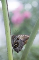 Caligo telamonius - Papillon chouette pâle