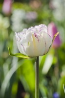 Tulipe 'Bélicia'