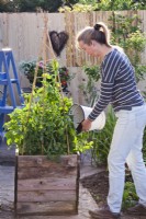 Femme ajoutant du compost au pot avec des pois de senteur - Lathyrus latifolius pour améliorer les conditions de croissance.
