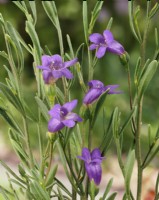 Eremophila drummondii, printemps mai