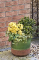 Primula 'Pretty Polly Buttercream' plantée dans un pot de printemps, à côté d'une porte de jardin, avec du lierre panaché et de l'euonymus. Mars