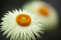 Helichrysum bracteatum 'Coco' - Fleur éternelle - Mai