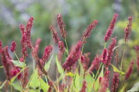 Persicaria amplexicaulis 'Blackfield' - bistort rouge - octobre