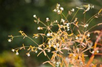 Euphorbia corollata - octobre