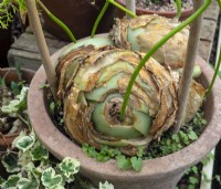 Bowiea volubilis dans un pot en terre cuite