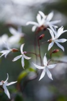Gillenia trifoliata - Racine de Bowman - Mai