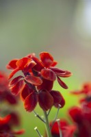 Erysimum 'Sugar Rush Red' - Giroflée - Mai