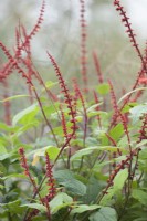 Salvia confertiflora - Sauge à pointes Sabra - Octobre