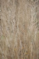 Molinia caerulea subsp. arundinacea - lande pourpre - octobre