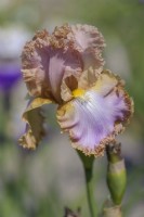 Grand Iris barbu 'Robe de bal de fée ' Hybridizer : Anna et David Cadd, 2005