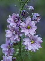 Delphinium consolida 'Misty Lavender' - Larkspur - Juin