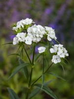 Dianthus barbatus 'Albus' - Sweet Williams - juin