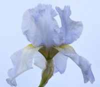 Iris 'Jane Phillips' Grand Iris barbu May