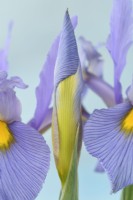Iris 'Pink Panther' Iris hollandais Fleurs et bourgeons Mai