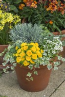 Primula 'Prima Belarina Goldie'. Tuyau en tuyau double primevère en pot avec lierre, arabis, artemisia et Helichrysum italicum. Avril