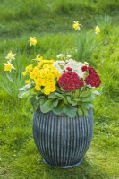 Primula 'Pollyanna Sunny Yellow', 'Touch of Gold' et 'Frosty White' plantées dans un pot pour une exposition de jardin printanière. Mars