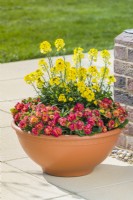 Primula « Belarina Nectarine » et Erysimum « Spring Breeze Sunglow » poussant dans un grand pot en plastique en forme de bol sur une terrasse. Peut