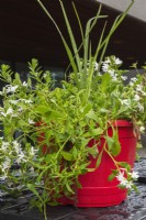 Scaevola aemula 'Whirlwind White' - Fleur d'éventail de fées poussant dans un pot rouge en été.