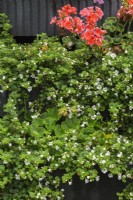 Bacopa 'Flocon de neige - Hysope d'eau et Pélargonium - Géranium poussant en pot en été.
