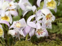 Pleione Snow Monkey, printemps mars