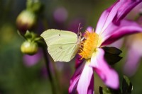 Papillon Brimstone sur Dahlia Honka Pink en août