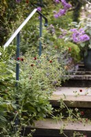 Potentilla thurberi 'Monarch's Velvet' dans un jardin d'été.