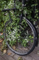 Fallopia baldschuanica Russian-vine reprend un vélo garé à Amsterdam aux Pays-Bas