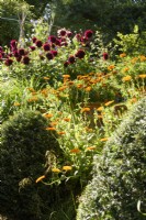 Soucis et dahlias dans un jardin d'été