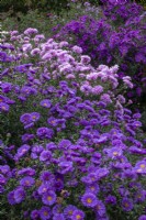 Couleurs d'automne au Picton Garden avec Symphyotrichum novi-belgii 'Harrison's Blue' au premier plan.