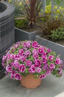 Pétunia 'Tumbelina Francesca'. Pétunia double traînant poussant dans un pot sur une terrasse. Juin