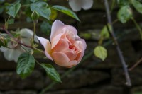 Rosa 'Ghislaine de Feligonde' - Juin