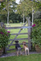 Terriers de parterres de fleurs regardant à travers une porte dans un jardin de campagne