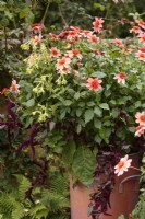 Dahlia 'Totally Tangerine' dans une jardinière en acier en septembre