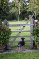 Terriers fleuris dans un jardin en septembre
