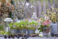 Exposition d'Helleborus odorus et de niger dans des pots métalliques et de bouquets de saules dans des vases.