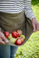 Femme rassemblant des pommes cueillies en tablier.