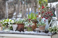 Exposition de pots et de vases avec des roses de Noël, des perce-neige, des muscaris, des saules et des roses de Gueldre.
