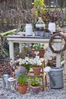 Arrangement extérieur avec fleurs d'hiver en pot, notamment perce-neige, Helleborus niger, Helleborus odorus et Muscari.