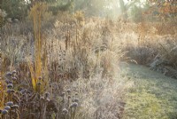 Graminées ornementales givrées rétroéclairées et têtes de graines vivaces aux jardins Ellicar en novembre