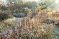 Graminées ornementales ensoleillées et têtes de graines vivaces dans les jardins Ellicar en novembre, entourées d'arbres et d'arbustes.