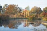 Reflets dans une piscine naturelle avec un plan d'eau en meulière, entourée d'arbres aux couleurs automnales et de graminées ornementales, comme la Molinia arundinacea 'Karl Foerster'.