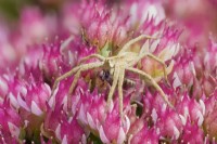 Pisaura mirabilis - Araignée en toile de pépinière avec proie volante sur les fleurs de Sedum