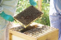 Apiculture - un apiculteur sortant un cadre en bois recouvert d'abeilles fabriquant du miel